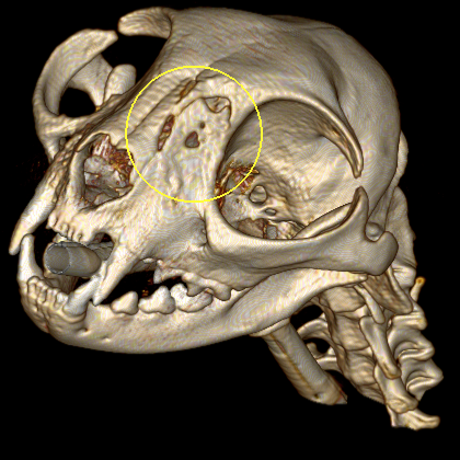 3D CT reconstruction of a cat skull