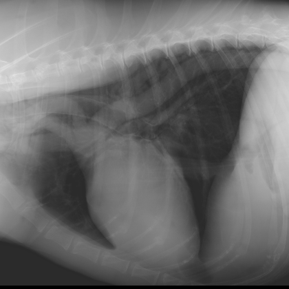 Thoracic radiograph